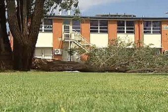 the ironback trees lies on the ground at cedar college northgate