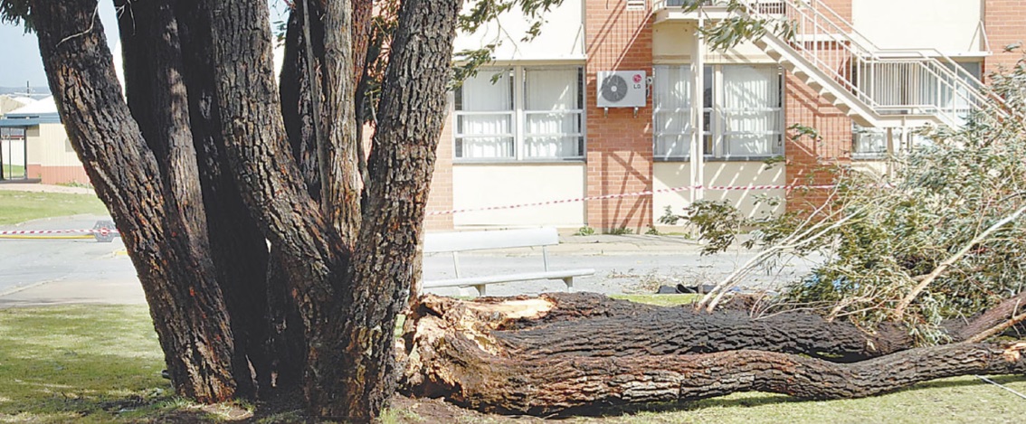 the iron bark tree branch still lying on the ground