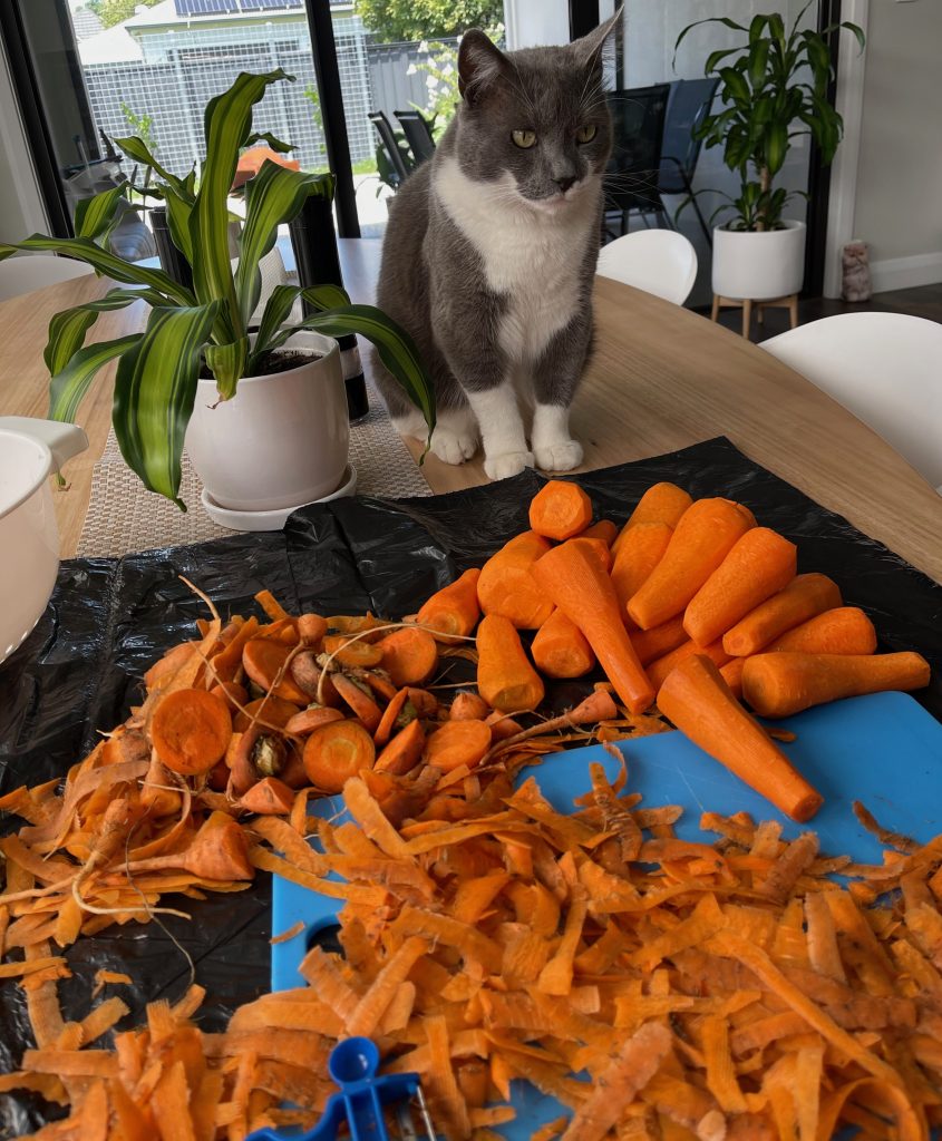 Spartacus the grey and white cat sits on the dining table, looking at carrots, and glad he is not a vegetarian - freezing carrots cooking