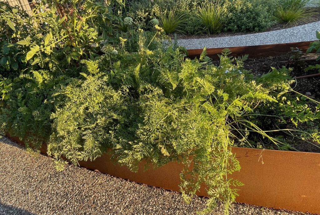 raised garden bed and the crop of carrots