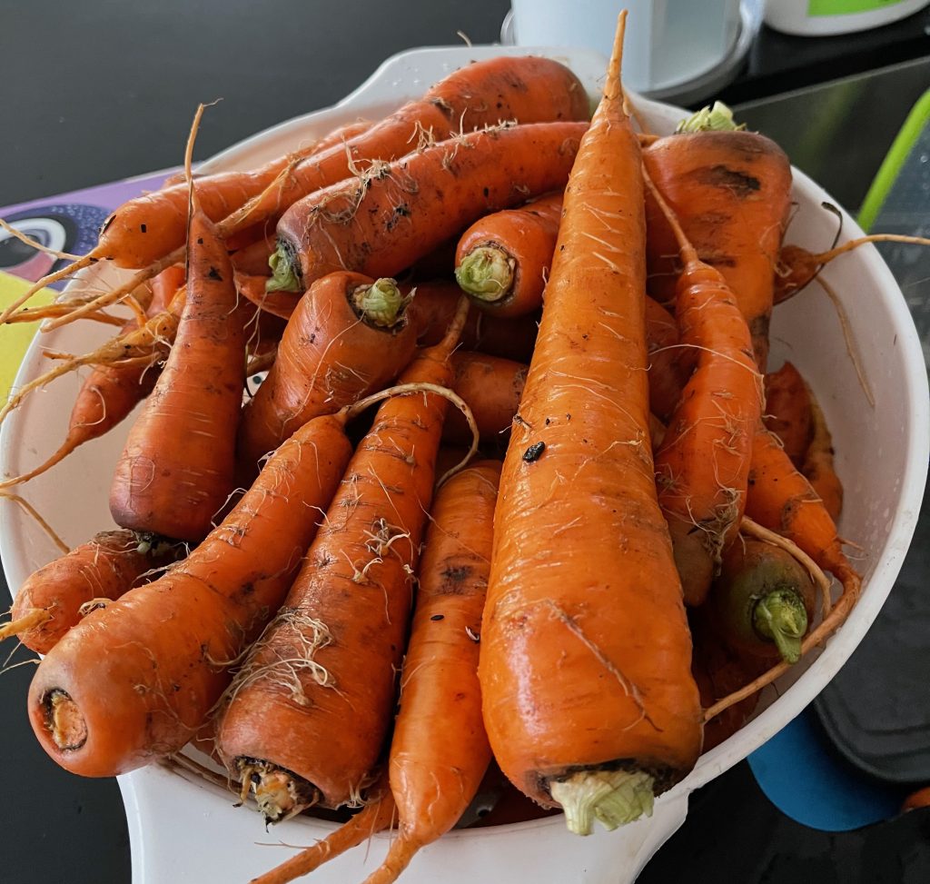thirty dirty orange carrots sitting in a white drainer