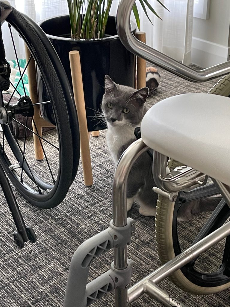 spartacus the gray and white cat looks at the camera, and sits between the manual chair and shower chair