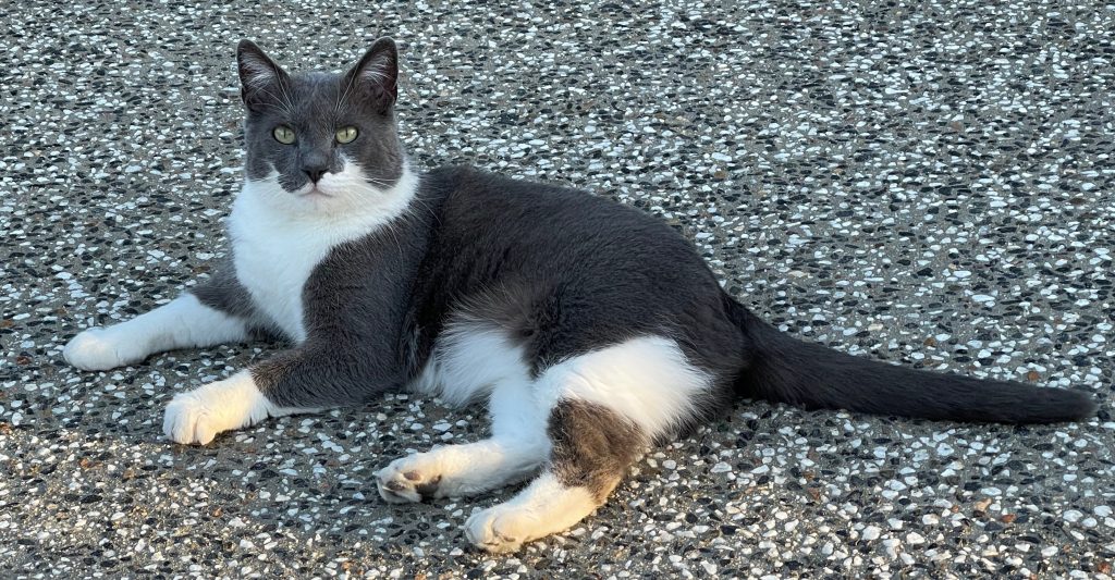 spartacus a grey and white cat. he requires carers with commonsense as Spartacus communicates his needs to them