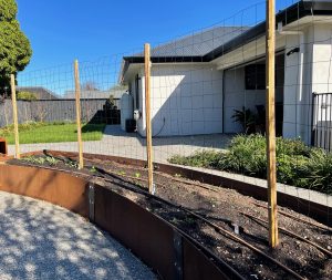 pickling beetroot - starting with a raised garden bed